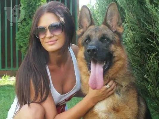 German Shepherd καθαροαιμα κουταβακια Κ-9 αθηνα κρητη 6940048695...